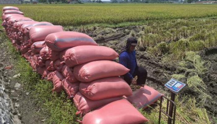 Harga Gabah Kering Panen di Jombang Masih Mahal, Tembus Rp 7.800 per Kg