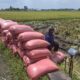 Harga Gabah Kering Panen di Jombang Masih Mahal, Tembus Rp 7.800 per Kg