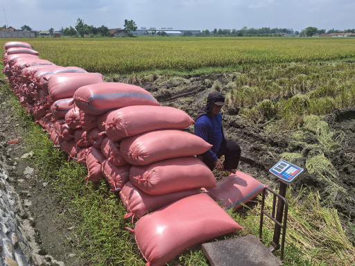 Harga Gabah Kering Panen di Jombang Masih Mahal, Tembus Rp 7.800 per Kg