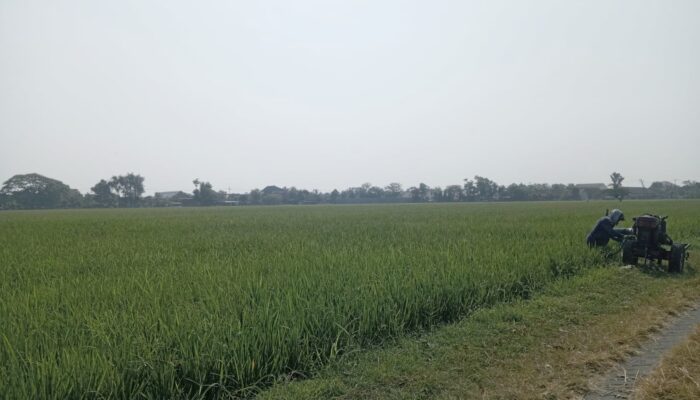 LP2B Jombang Segera Ditetapkan, Luasan Lahan Pertanian Dikunci ATR/BPN
