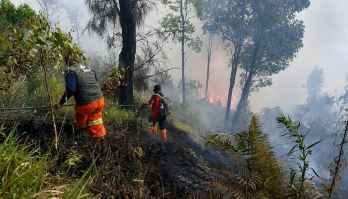 Angin Kencang dan Ilalang Kering Picu Karhutla Meluas, Watu Gede Ngadas Jadi Titik Kritis
