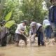 FISIP UNIRA Malang Bawa Mahasiswa Baru ke Pesisir, 1.000 Mangrove Ditanam di Kondangmerak