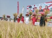 Padi GP 65 Bogor Dipanen di Jombang, Ganjar Minta Uji Coba Dilanjutkan hingga 3-4 Kali Panen