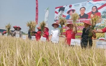 Padi GP 65 Bogor Dipanen di Jombang, Ganjar Minta Uji Coba Dilanjutkan hingga 3-4 Kali Panen