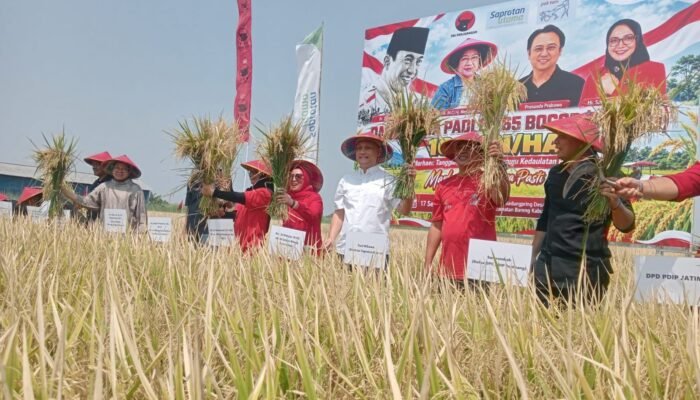Padi GP 65 Bogor Dipanen di Jombang, Ganjar Minta Uji Coba Dilanjutkan hingga 3-4 Kali Panen