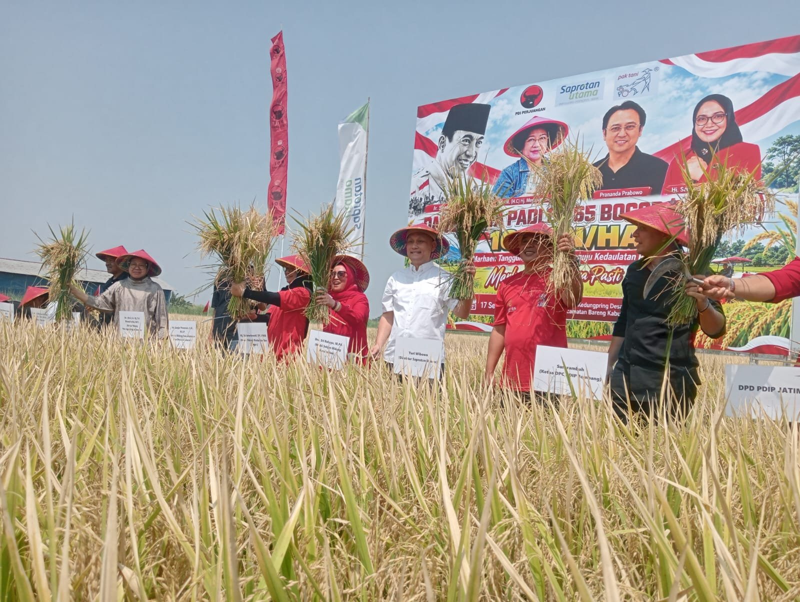 Padi GP 65 Bogor Dipanen di Jombang, Ganjar Minta Uji Coba Dilanjutkan hingga 3-4 Kali Panen