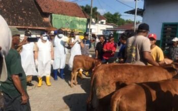 Jombang Zero Kasus PMK Sejak April, 14.675 Dosis Vaksin Disebar ke Peternak