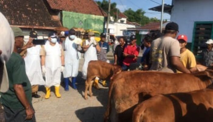 Jombang Zero Kasus PMK Sejak April, 14.675 Dosis Vaksin Disebar ke Peternak