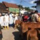 Jombang Zero Kasus PMK Sejak April, 14.675 Dosis Vaksin Disebar ke Peternak