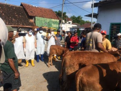 Jombang Zero Kasus PMK Sejak April, 14.675 Dosis Vaksin Disebar ke Peternak