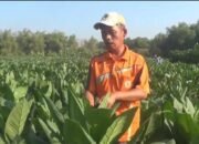Panen Tembakau Jombang Capai 51,82 Persen, Harga Tertinggi Rp50 Ribu per Kg