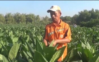 Panen Tembakau Jombang Capai 51,82 Persen, Harga Tertinggi Rp50 Ribu per Kg