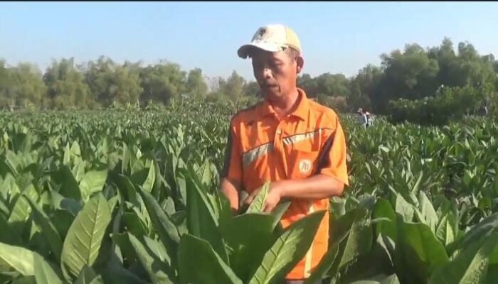 Panen Tembakau Jombang Capai 51,82 Persen, Harga Tertinggi Rp50 Ribu per Kg