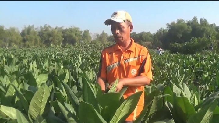 Panen Tembakau Jombang Capai 51,82 Persen, Harga Tertinggi Rp50 Ribu per Kg