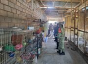Kandang Anjing Cak Dur Jadi Sorotan, Petugas Turun Cek Lokasi, Pembongkaran Tertunda