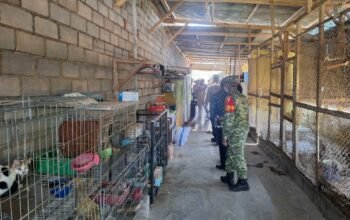 Kandang Anjing Cak Dur Jadi Sorotan, Petugas Turun Cek Lokasi, Pembongkaran Tertunda