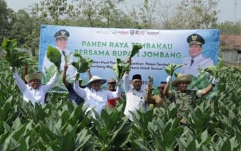 Fantastis! Potensi Ekonomi Tembakau Jombang Tembus Rp487 Miliar