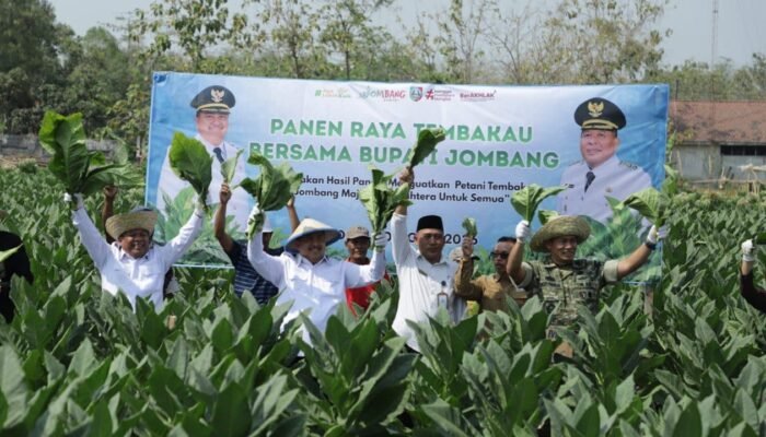 Fantastis! Potensi Ekonomi Tembakau Jombang Tembus Rp487 Miliar