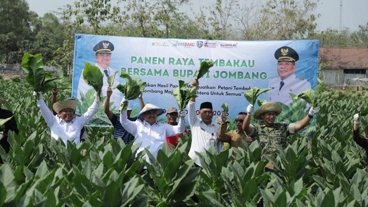 Fantastis! Potensi Ekonomi Tembakau Jombang Tembus Rp487 Miliar