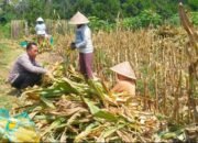 Ketahanan Pangan Dimulai dari Lahan Warga, Polisi Ikut Panen Jagung di Malang