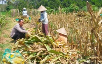 Ketahanan Pangan Dimulai dari Lahan Warga, Polisi Ikut Panen Jagung di Malang