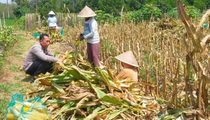Ketahanan Pangan Dimulai dari Lahan Warga, Polisi Ikut Panen Jagung di Malang