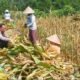 Ketahanan Pangan Dimulai dari Lahan Warga, Polisi Ikut Panen Jagung di Malang