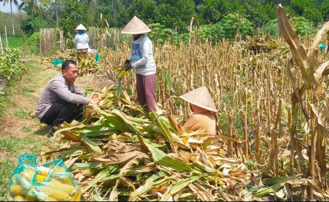 Ketahanan Pangan Dimulai dari Lahan Warga, Polisi Ikut Panen Jagung di Malang
