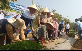 Kota Malang Hanya Andalkan 71,25 Hektare Cabai, Produksi 71 Ton Belum Mampu Penuhi Kebutuhan Warga