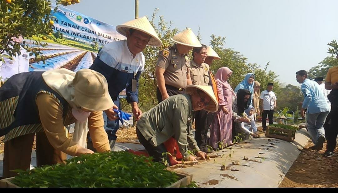 Kota Malang Hanya Andalkan 71,25 Hektare Cabai, Produksi 71 Ton Belum Mampu Penuhi Kebutuhan Warga