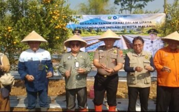 Lawan Lonjakan Harga Cabai, Pemkot Malang Tanam 4.000 Bibit di Tengah Ancaman El Nino