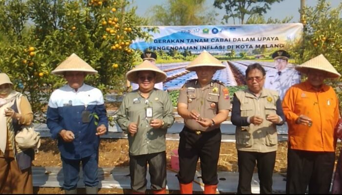 Lawan Lonjakan Harga Cabai, Pemkot Malang Tanam 4.000 Bibit di Tengah Ancaman El Nino