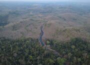 Luas Hutan Lindung Malang Selatan Menyusut 489 Hektare, Sahabat Alam Indonesia Desak Area Preservasi